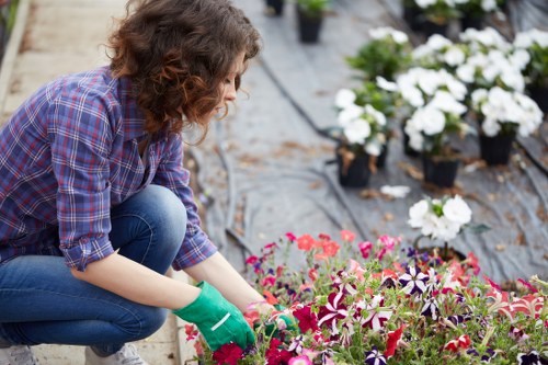 A person wearing a plaid shirt and green gardening gloves is kneeling on a garden bed, tending to vibrant pink and purple flowering plants. The garden features rows of potted white flowers arranged along a gravel pathway, with some larger shrubs or small trees visible in the background. The scene appears to be outdoors in a well-maintained garden or landscaped yard, with natural daylight illuminating the greenery and colorful blooms. The soil bed is bordered by garden edging, and the overall environment reflects professional gardening standards, supporting services such as lawn and garden maintenance in Carshalton and the surrounding areas.